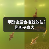 甲醛含量合格就敢住？你胆子真大