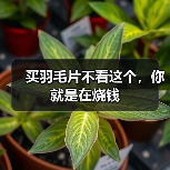买羽毛片不看这个,你就是在烧钱(图2) 买羽毛片不看这个,你就是在烧钱(图2)