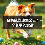 白鹅绒到底怎么选？一个老手的实话（图2）