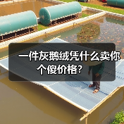 一件灰鹅绒凭什么卖你个傻价格?(图4) 一件灰鹅绒凭什么卖你个傻价格?(图4)