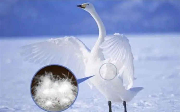 从鹅毛到羽绒：雪源生态鹅业如何引领高端时尚羽绒潮流(图1)